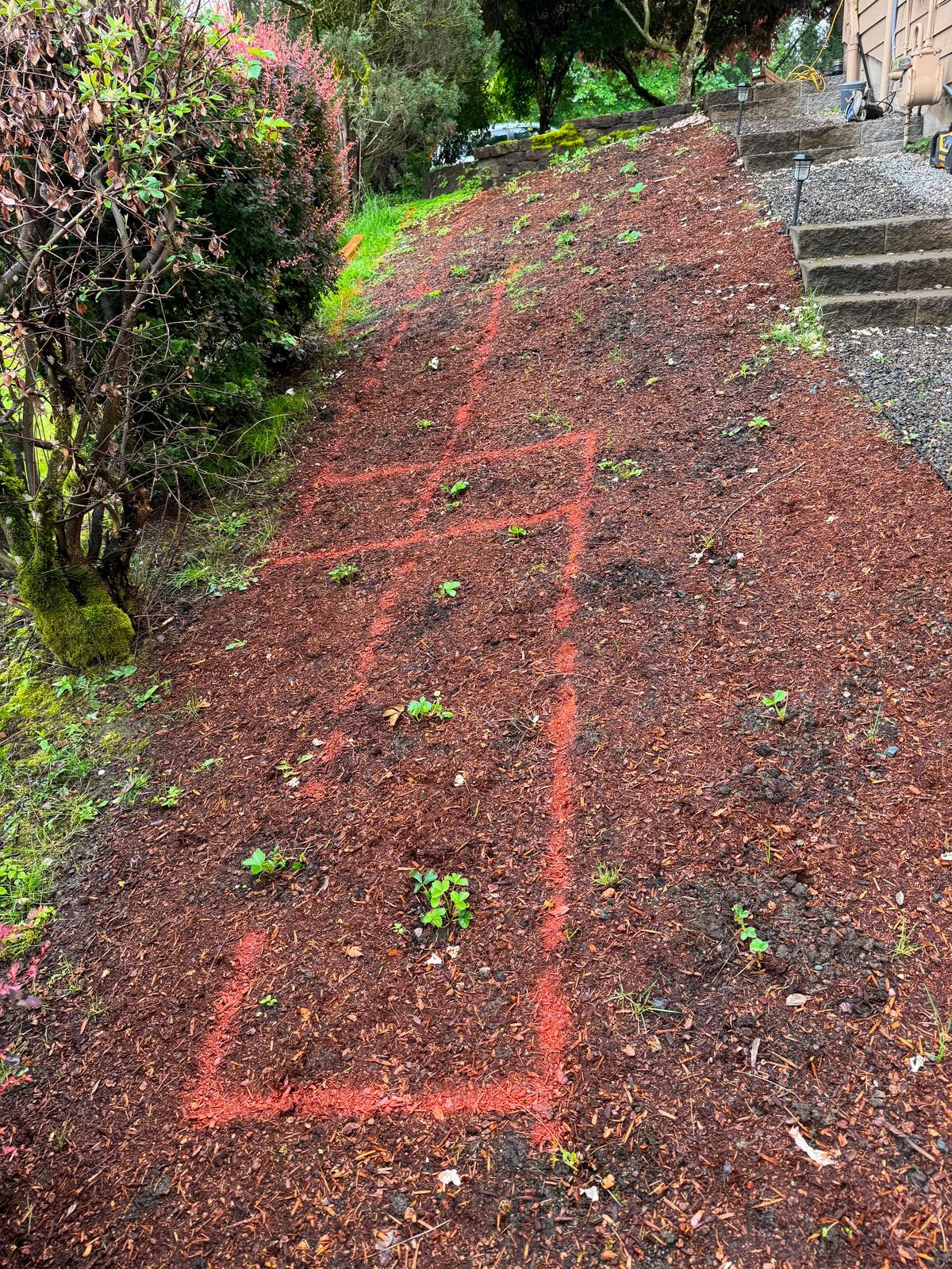 Sloped hillside bed marked with layout paint before cedar planter walls were built